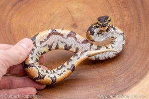 African import ball python for sale