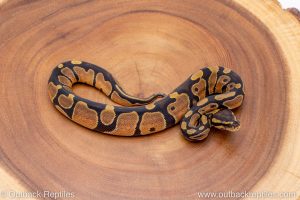 African import ball python for sale