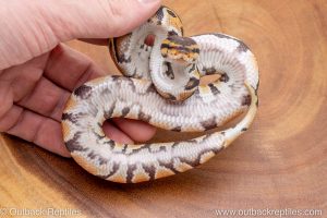 African import ball python for sale