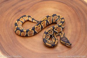 African import ball python for sale
