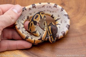 African import ball python for sale