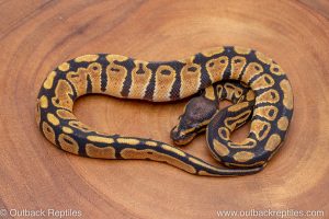 African import ball python for sale