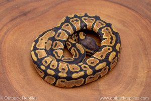African import ball python for sale