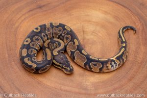 African import ball python for sale