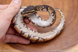 African import ball python for sale