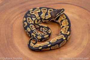 African import ball python for sale