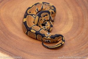 African import ball python for sale