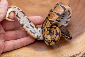 African import ball python for sale
