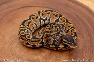 African import ball python for sale