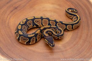 African import ball python for sale