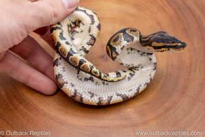African import ball python for sale