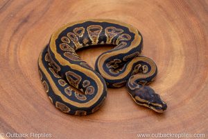African import ball python for sale