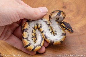 African import ball python for sale