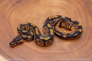 African import ball python for sale