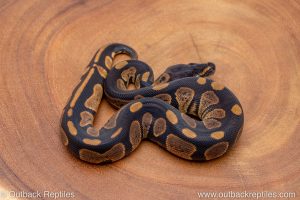 African import ball python for sale