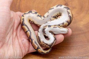 African import ball python for sale