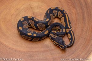 African import ball python for sale
