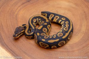 African import ball python for sale