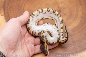 African import ball python for sale