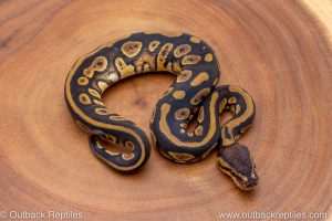 African import ball python for sale