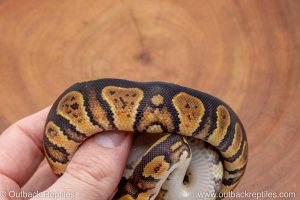 African import ball python for sale