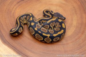 African import ball python for sale