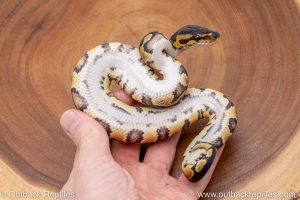 African import ball python for sale
