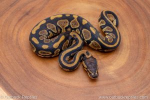 African import ball python for sale