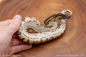 African import ball python for sale