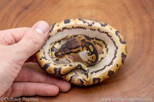 African import ball python for sale