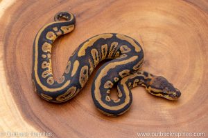 African import ball python for sale