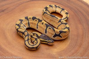 African import ball python for sale