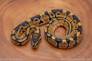 African import ball python for sale