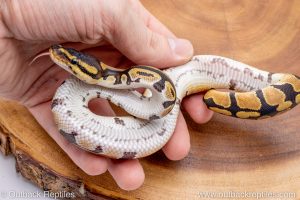 African import ball python for sale