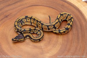 African import ball python for sale