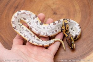 African import ball python for sale