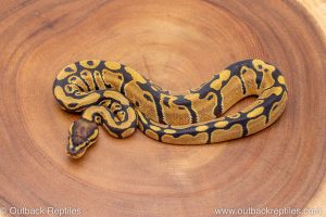 African import ball python for sale