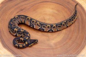 African import ball python for sale