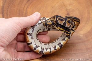 African import ball python for sale