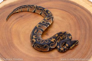 African import ball python for sale