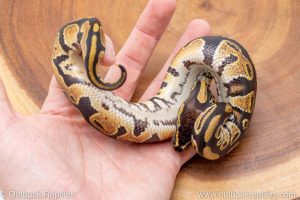 African import ball python for sale