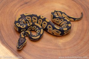 African import ball python for sale