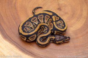 African import ball python for sale