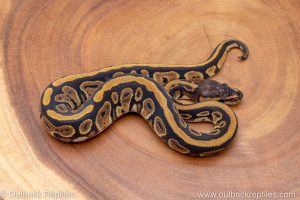 African import ball python for sale