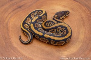 African import ball python for sale