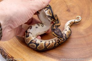 African import ball python for sale