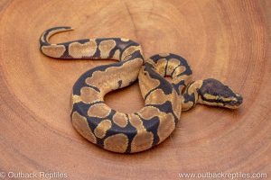 African import ball python for sale