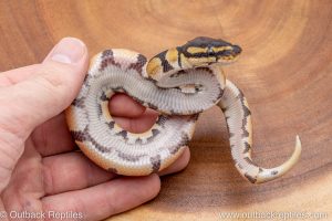 African import ball python for sale