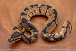 African import ball python for sale