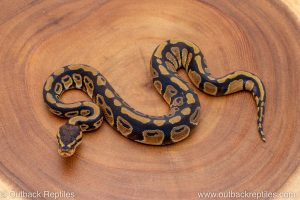 African import ball python for sale
